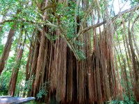 Incredible Ficus Tree at Quebrada Valencia Waterfalls Near Santa Marta Colombia