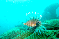 Calipso Dive Center Lion Fish Taganga Colombia.png